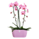 Вазон Elho brussels orchid duo овальний 25 см фіолетовий - изображение 5