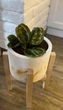 Подставка для вазона, цветов 20.3x30 см из дерева WoodDecor без покрытия - изображение 3
