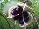 Чекалкин орех, Ксантоцерас рябинолистный, Xanthoceras sorbifolium, семена 5 штук - изображение 3