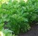 Семена Сельдерей Нежный, листовой, 1 г (GL Seeds) - изображение 3