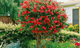 Растение в горшку Callistemon speciosus Каллистемон красный - изображение 2