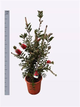 Растение в горшку Callistemon speciosus Каллистемон красный - изображение 3