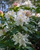 Рододендрон Мадам Массон. (Rhododendron hybrid Madame Masson) C7,5 - изображение 3