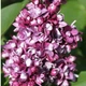 Сирень обыкновенная Этуаль де Мэй. (Syringa vulgaris Etoile de Mai) С4 - изображение 1