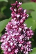 Сирень обыкновенная Этуаль де Мэй. (Syringa vulgaris Etoile de Mai) С4 - изображение 4