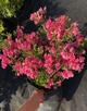 Азалия японская Бабушка. (Rhododendron obtusum Babuschka) С10 - изображение 3