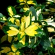 Бруслина/Бересклет Форчуна Санспот. (Euonymus fortunei Sunspot) P9 - зображення 1