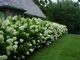 Гортензия метельчатая Лаймлайт. (Hydrangea paniculata Limelight) P9 - изображение 3