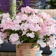 Гортензія ампельна Френч Болеро. (Hydrangea hybrid French Bolero) Р9 - зображення 1