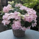 Гортензія ампельна Френч Болеро. (Hydrangea hybrid French Bolero) Р9 - зображення 3