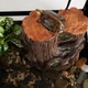 Декоративный фильтр-водопад Repti-Zoo Turtle Filter Tree (GLB10) в форме корня для амфибий и террариумов до 70 литров - изображение 7