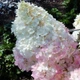 Гортензія волотиста Меджикал Андс/Магічні Анди. (Hydrangea paniculata Magical Andes) ШТАМБ - зображення 1