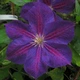 Клематис Стар оф Індія. (Clematis Star of India) ІІІ група - зображення 1
