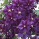 Клематис Стар оф Індія. (Clematis Star of India) ІІІ група - зображення 4