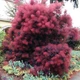 Скумпия кожевенная Роял Перпл. (Cotinus coggygria Royal Purple) С10 - изображение 1