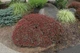 Барбарис тунберга Багатель. (Berberis thunbergii Bagatelle) С3 - изображение 4