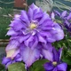 Клематис Даніель Деронда. (Clematis Daniel Deronda) ІІ група - зображення 1