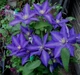 Клематис Даніель Деронда. (Clematis Daniel Deronda) ІІ група - зображення 2