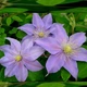 Клематис Джуста. (Clematis Justa) ІІІ група - зображення 1