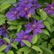 Клематис Місіс Томпсон. (Clematis Mrs. N. Thompson) ІІгрупа - зображення 2