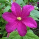 Клематис Ремембранс. (Clematis Remembrance) ІІІ група - зображення 2
