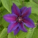 Клематис Місіс Томпсон. (Clematis Mrs. N. Thompson) ІІгрупа - зображення 7
