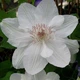 Клематис Містер Джордж Джекман. (Clematis Mrs George Jackman) ІІ група - зображення 3
