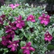 Клематис Ремембранс. (Clematis Remembrance) ІІІ група - зображення 4