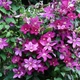 Клематис Ремембранс. (Clematis Remembrance) ІІІ група - зображення 5