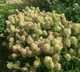 Гортензія волотиста Піксіо. (Hydrangea paniculata Pixio) Р9 - зображення 3