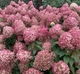 Гортензія волотиста Піксіо. (Hydrangea paniculata Pixio) Р9 - зображення 4