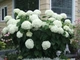 Гортензія деревоподібна Стронг Анабель. (Hydrangea arborescens Strong Annabelle) Р9 - зображення 4