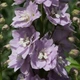 Дельфініум Магічний фонтан Черрі Блоссом. (Delphinium Magic Fountains Cherry Blossom) С1,5 - зображення 2