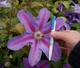 Клематис Етуаль де Малікорн. (Clematis Etoile de Malicorne) ІІІ група - зображення 1