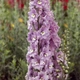Дельфініум Магічний фонтан Черрі Блоссом. (Delphinium Magic Fountains Cherry Blossom) С1,5 - зображення 4