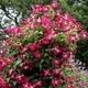 Клематис Мадам Джулія Корревон. (Clematis Madame Julia Correvon) ІІІ група - зображення 1