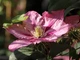 Клематіс Розамунда. (Clematis Rosamunde) С2 - зображення 6