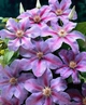 Клематис Етуаль де Малікорн. (Clematis Etoile de Malicorne) ІІІ група - зображення 5