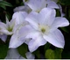 Клематис Юкікомаші. (Clematis Yukikomachi) ІІ група - зображення 3