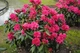 Рододендрон Нова Зембла. (Rhododendron Nova Zembla) C7,5 - зображення 3