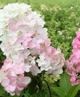 Гортензія волотиста Папілон. (Hydrangea paniculata Papillon) ШТАМБ - зображення 1