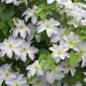 Клематис Юкікомаші. (Clematis Yukikomachi) ІІ група - зображення 5