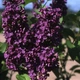 Бузок звичайний Найт. (Syringa vulgaris Night) ШТАМБ - зображення 1
