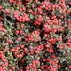 Кизильник даммера Корал Бьюті. (Cotoneaster x suecicus / Dammeri Coral Beauty) Р9 - зображення 1