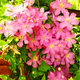 Клематис Комтесс де Бушо. (Clematis Comtesse de Bouchaud) ІІІ група - зображення 4