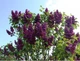Бузок звичайний Найт. (Syringa vulgaris Night) ШТАМБ - зображення 5