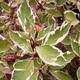 Дерен білий Елегантісіма. (Cornus alba Elegantissima) С7,5 - зображення 3