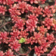 Седум/Очиток червонолистий Мурал. (Sedum album subsp. teretifolium Murale) Р9 - зображення 1