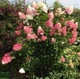 Гортензия метельчатая Ванилла Фрейз. (Hydrangea paniculata Vanille Fraise) Р9 - изображение 2