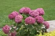 Гортензія деревоподібна Пінк Анабель. (Hydrangee arborescens Pink Annabelle) С5 - зображення 2
